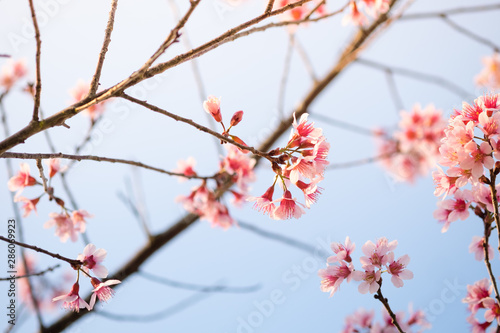 Prunus cerasoides; Wild Himalayan Cherry