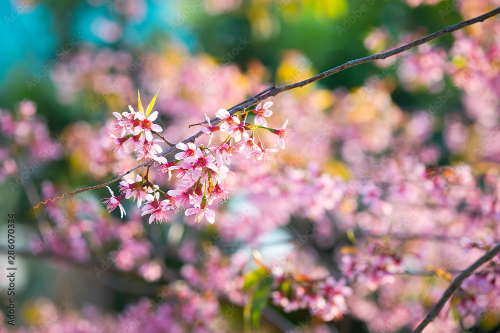 Prunus cerasoides; Wild Himalayan Cherry Prunus cerasoides; Wild Himalayan Cherry