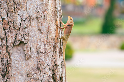 Foto Close up of the eastern garden fence lizard or changeable lizard or Calotes Vers