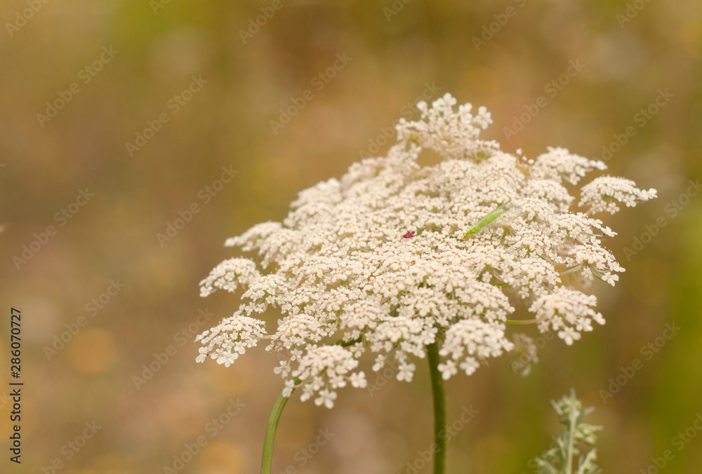 Daucus is a worldwide genus of herbaceous plants of the family Apiaceae of which the best-known species is the cultivated carrot. Daucus is a worldwide genus of herbaceous plants of the family Apiaceae of which the best-known species is the cultivated carrot.