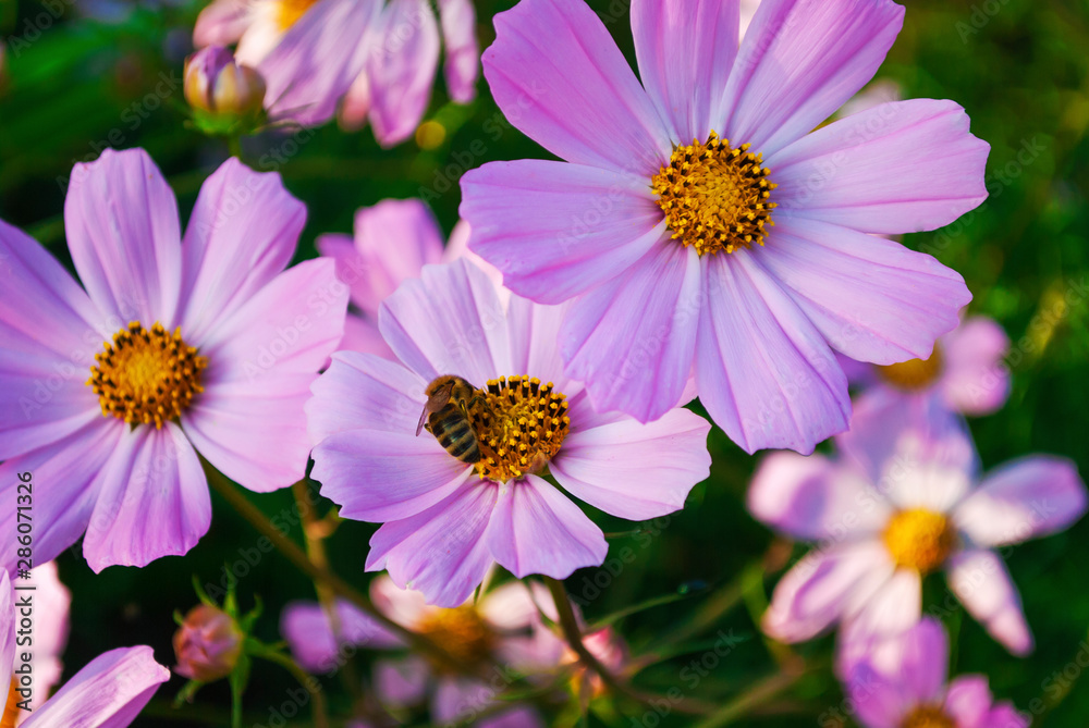 Cosmos bipinnatus lilac close up Cosmos bipinnatus lilac close up