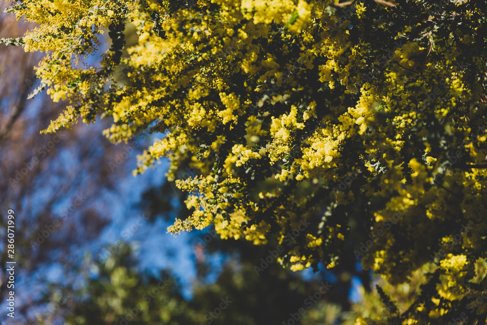 Fototapeta premium native Australian wattle tree about to bloom