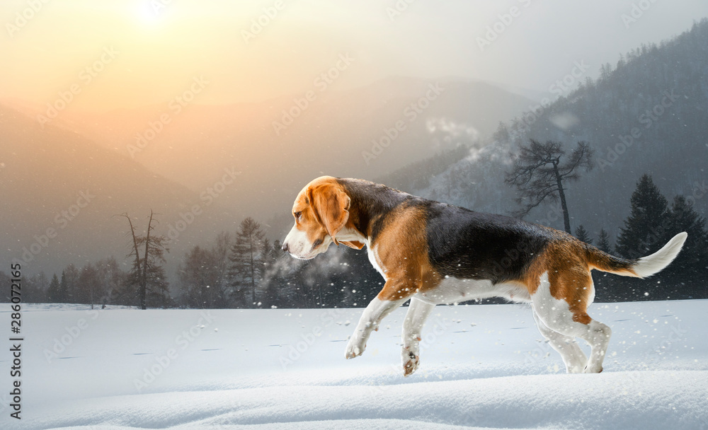 Beagle dog at walk. Mixed media Beagle dog at walk. Mixed media