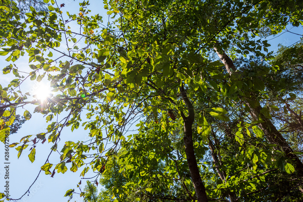 Low angle view of beech forest in springtime Low angle view of beech forest in springtime