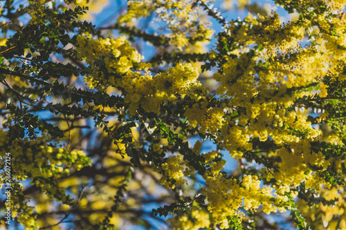 native Australian wattle tree about to bloom