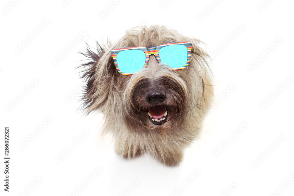 Happy sheep dog wearing colorful sunglasses. Isolated on white background. Happy sheep dog wearing colorful sunglasses. Isolated on white background.