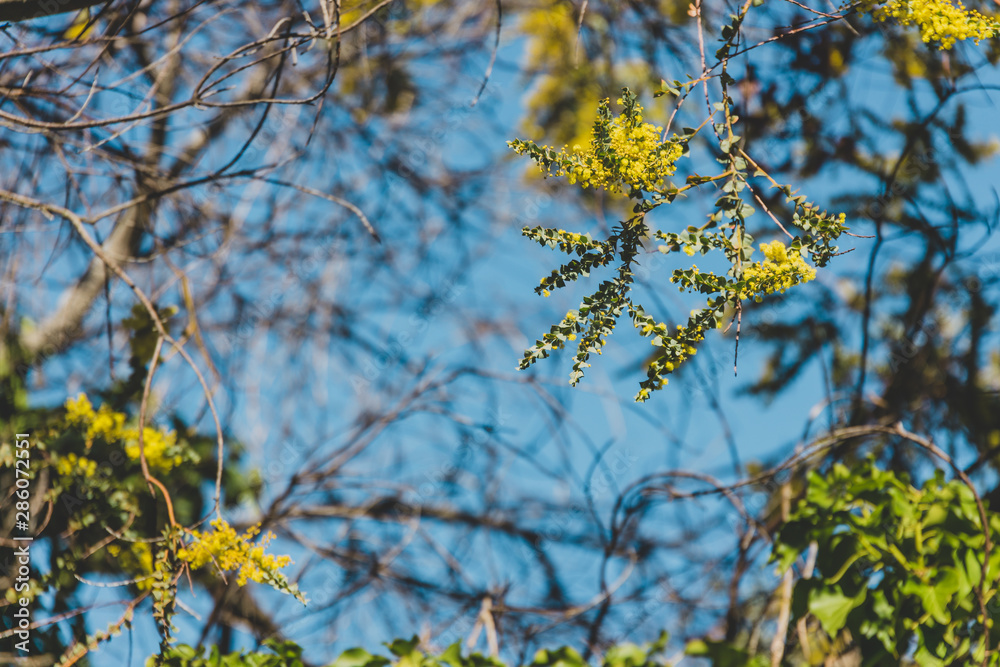 Fototapeta premium native Australian wattle tree about to bloom