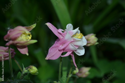 Gentle flowers of aquilegia in summer