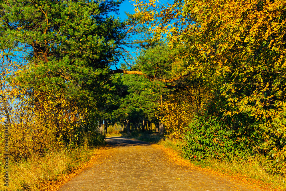 dirt road in the autumn forest on a sunny day