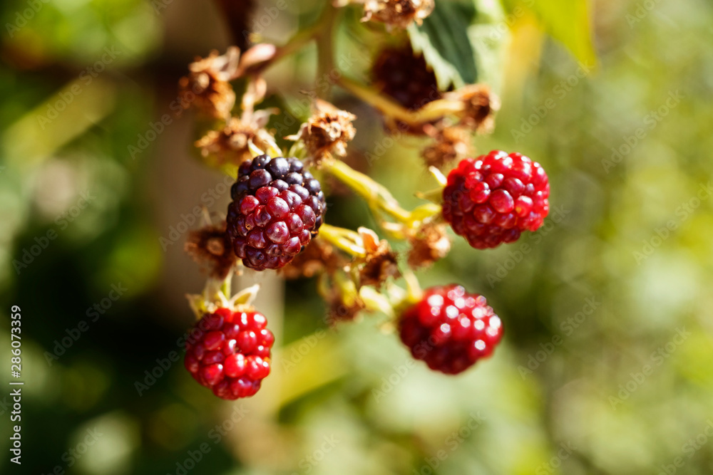 Branch with raspberries Branch with raspberries