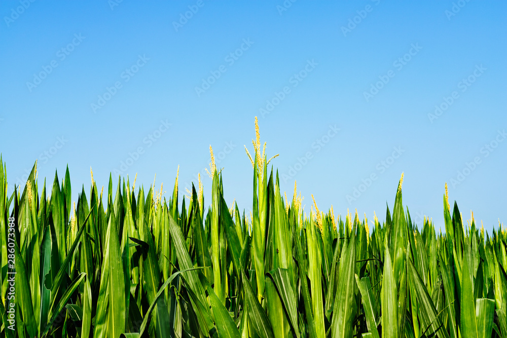 Fototapeta premium Field of maize