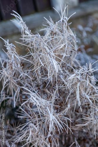 Dry reeds covered with hoarfrost