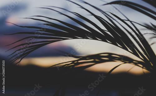 palm tree leaves with mountain landscape in the background