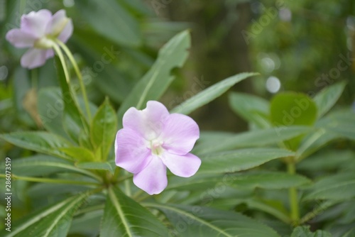 pink flower in the garden