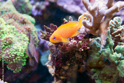 Fototapeta Naklejka Na Ścianę i Meble -  tropical fish in aquarium
