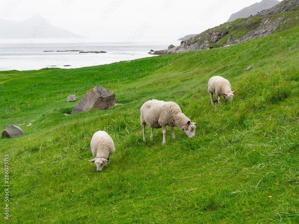 Obraz premium A sheep with two lambs graze on the Norwegian coast in the mountains. Sheep grazing in Norway