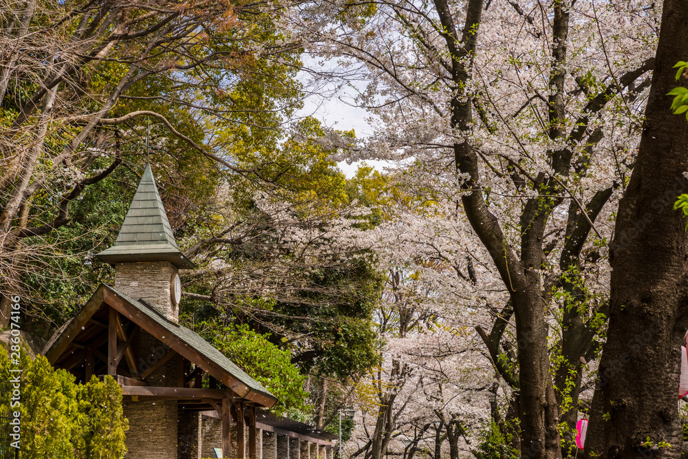 神田川桜並木の風景 江戸川公園の休憩所 Stock Photo Adobe Stock
