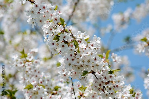 White Cherry blossom against blue sky. Soft focus, blurred background. Spring time during April. White blooming petals © Macro Viewpoint
