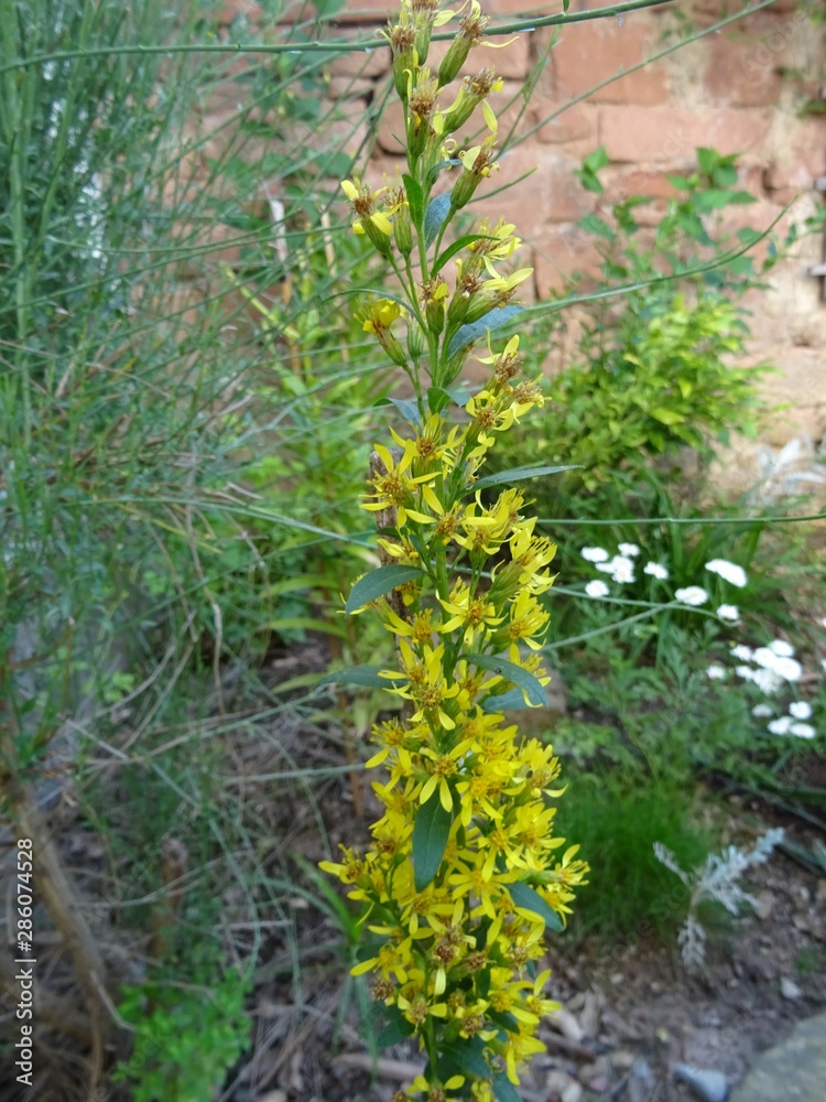 Fototapeta premium Echte Goldrute 