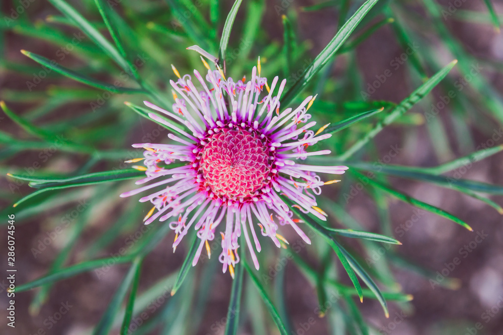 isopogon candy cone native western australian plant with bright pink flowers isopogon candy cone native western australian plant with bright pink flowers
