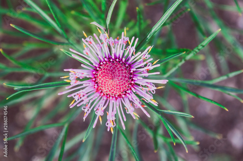 isopogon candy cone native western australian plant with bright pink flowers