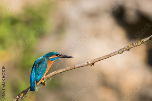 Eisvogel in der Schweiz