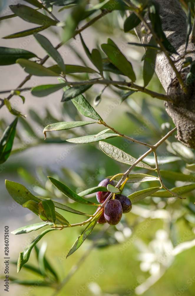 Mature olives on an olive tree branch in an orchard Mature olives on an olive tree branch in an orchard