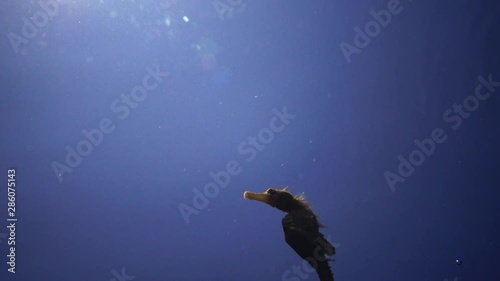 Wallpaper Mural Short-snouted seahorse (Hippocampus hippocampus) floating in the water column. Black Sea Torontodigital.ca