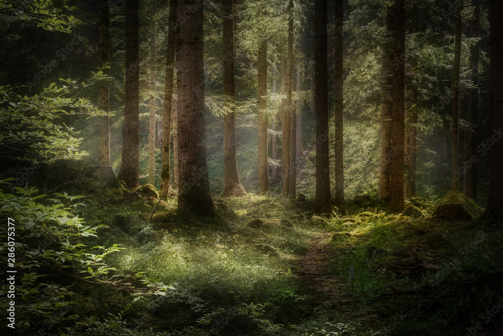 Obraz premium Las nad Schlernem