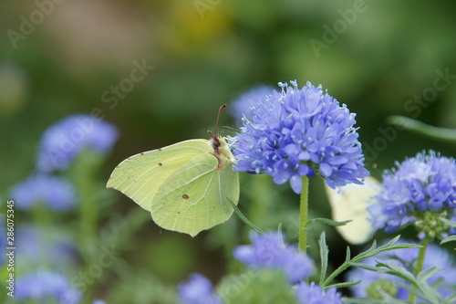 Butterfly -Gonepteryx aspasia photo