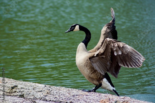 Beautiful Canada Goose near the river. Ontario