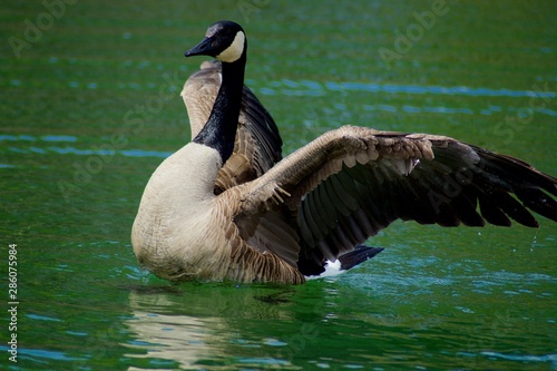 Beautiful Canada Goose near the river. Ontario