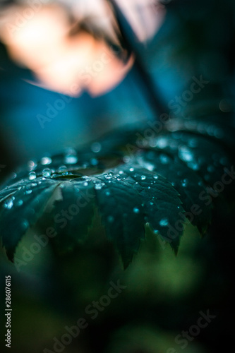 drops of water on a leaf in front of a sunset