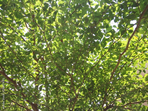 green leaves of tree in spring