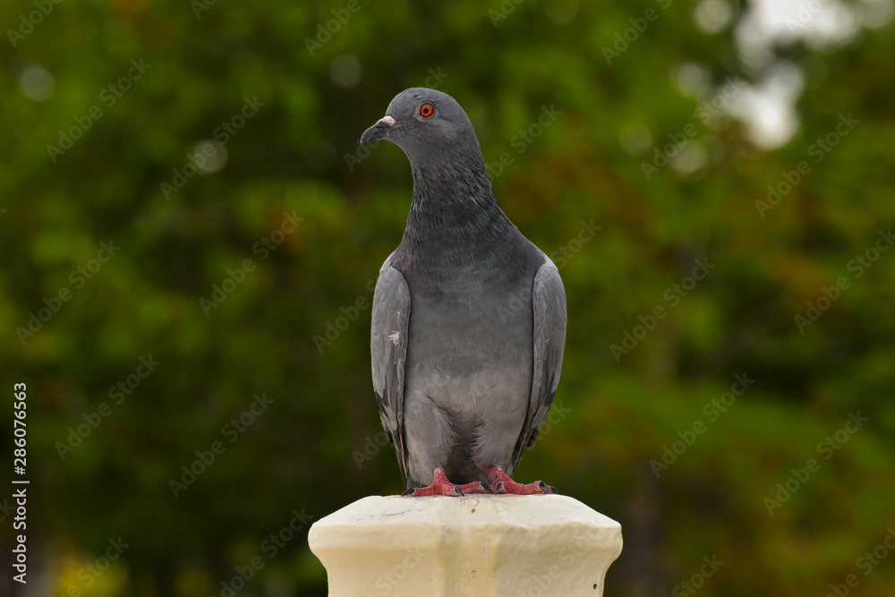 Obraz premium Pigeons in various postures In the park That is waiting for people to come to give food Is the nature of birds