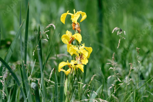 Meadow lily with bright yellow flowers close-up on a background of blurred green grass