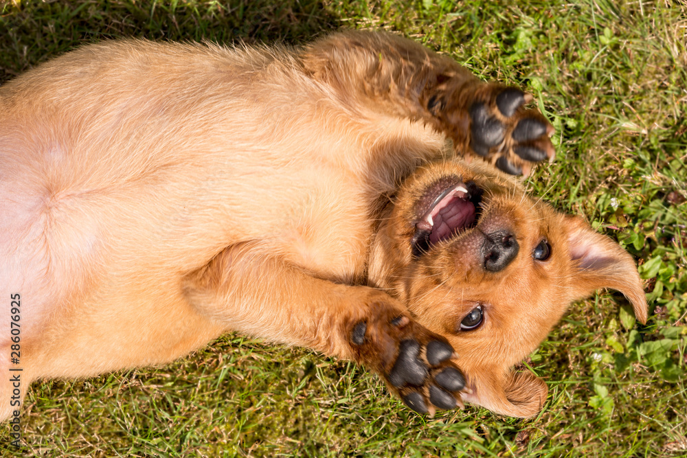 Redfox Labrador Retriever Welpe liegt auf dem Rücken und mit hochgehobenen Pfoten und lacht zum Betrachter Redfox Labrador Retriever Welpe liegt auf dem Rücken und mit hochgehobenen Pfoten und lacht zum Betrachter