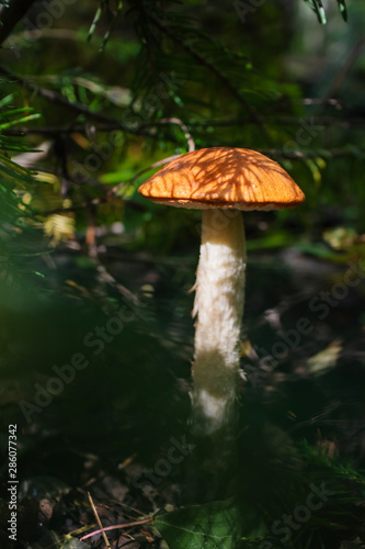 Boletus grows in a forest among moss and plants. Forest autumn harvest. Close-up, bright colors. A cozy photo.
