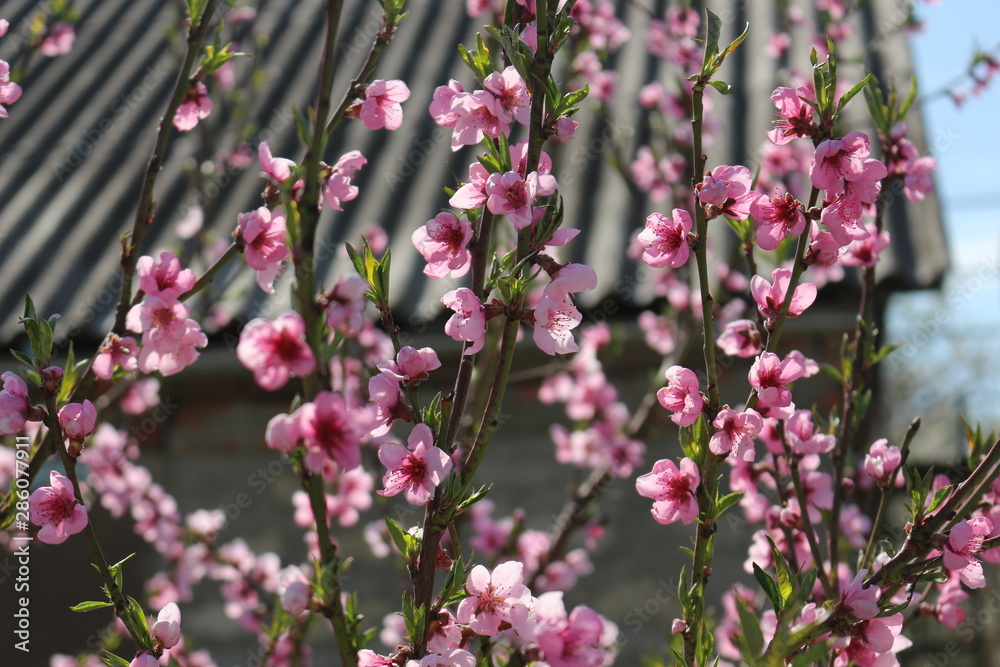 Bright pink flowers bloomed on a peach tree Bright pink flowers bloomed on a peach tree