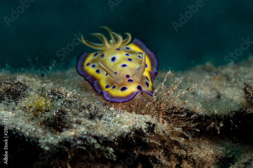 Billede på lærred Goniobranchus kuniei, Chromodoris kuniei is a species of very colourful sea slug