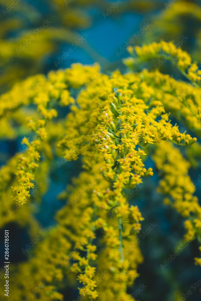 Very beautiful yellow wildflowers. On a natural background. There is a place for text. Close-up. Background. Postcard. Very beautiful yellow wildflowers. On a natural background. There is a place for text. Close-up. Background. Postcard.