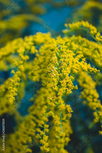 Very beautiful yellow wildflowers. On a natural background. There is a place for text. Close-up. Background. Postcard.