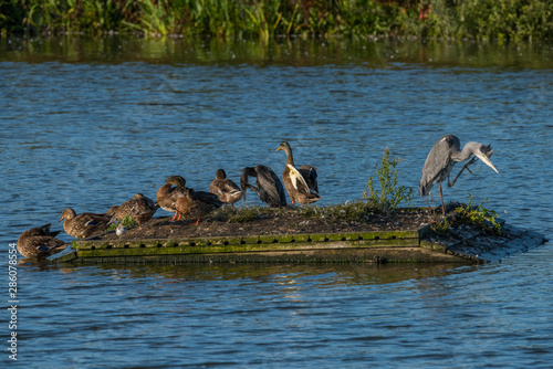 Grey Heron, cormorant and ducks on a platform at sunrise in a pond at bird sanctionary Hjälstaviken west of Stockholm photo