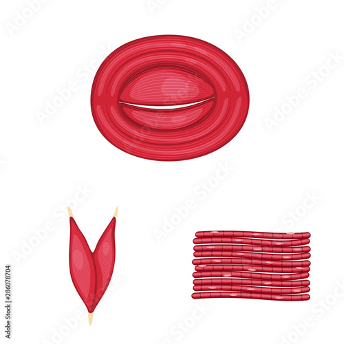 Isolated object of muscle and cells sign. Set of muscle and anatomy vector icon for stock.