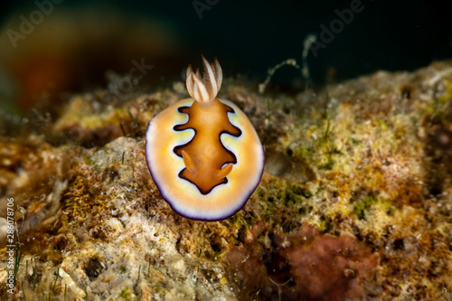 Goniobranchus coi, Chromodoris coi is a species of very colourful sea slug, a dorid nudibranch, a marine gastropod mollusc in the family Chromodorididae photo