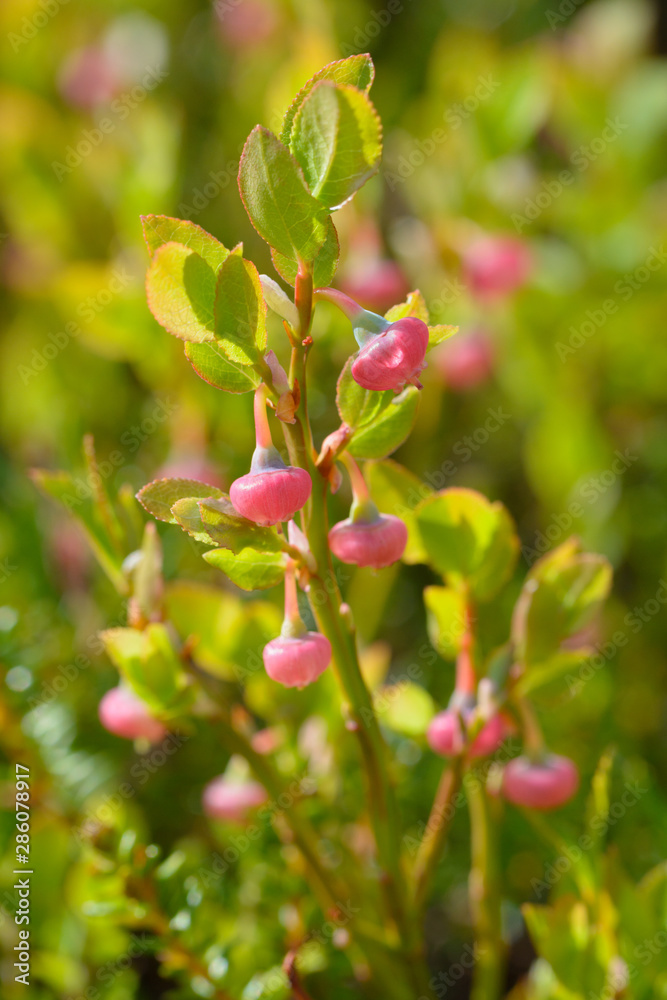 Blueberry bushes with flowers close-up.Vaccinium myrtillus. Blueberry bushes with flowers close-up.Vaccinium myrtillus.