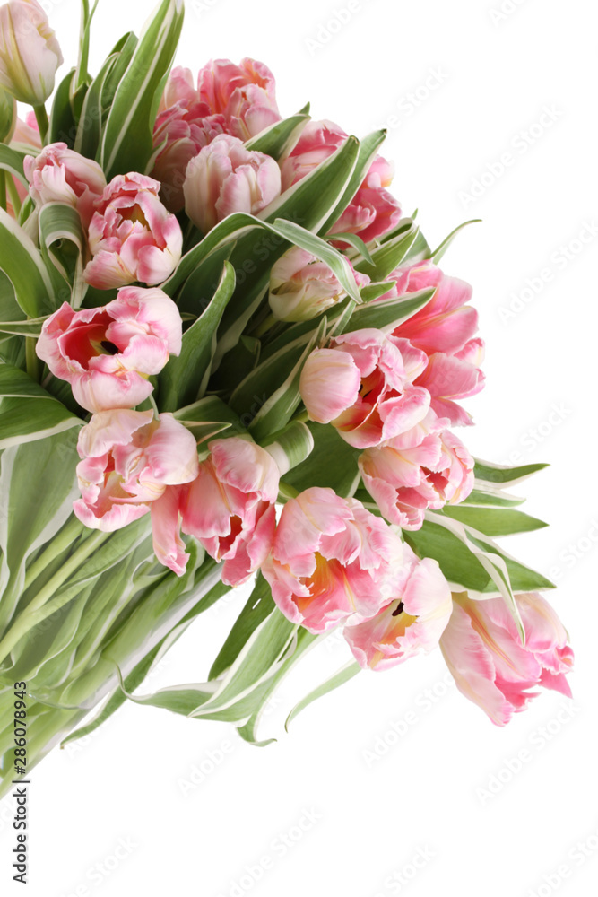 Tulips Bouquet. Isolated Tulips Bouquet. Isolated