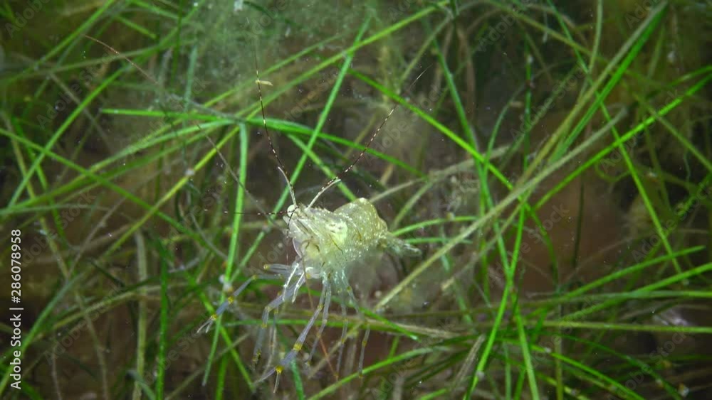 (Palaemon adspersus) Grass shrimp hiding in the sea grass of Zostera, Black Sea (Palaemon adspersus) Grass shrimp hiding in the sea grass of Zostera, Black Sea