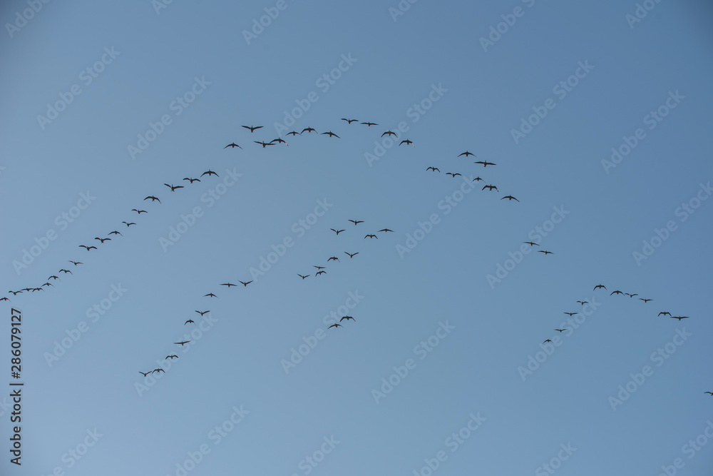 Geese at bird sanctionary Hjälstaviken west of Stockholm