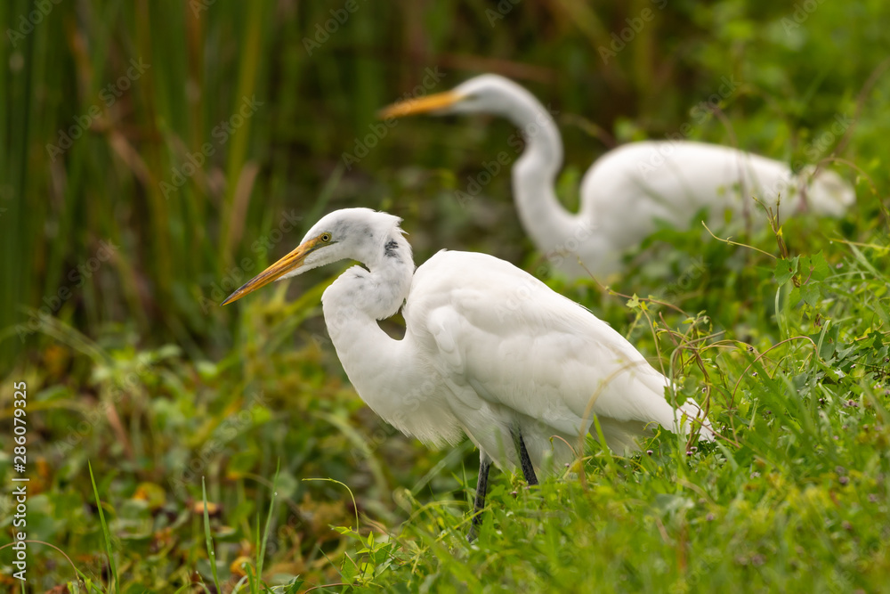 Great egrets sitting at the edge of the pond Great egrets sitting at the edge of the pond